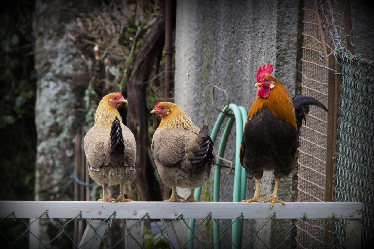 ファフェ Casa Do Valeゲストハウス エクステリア 写真